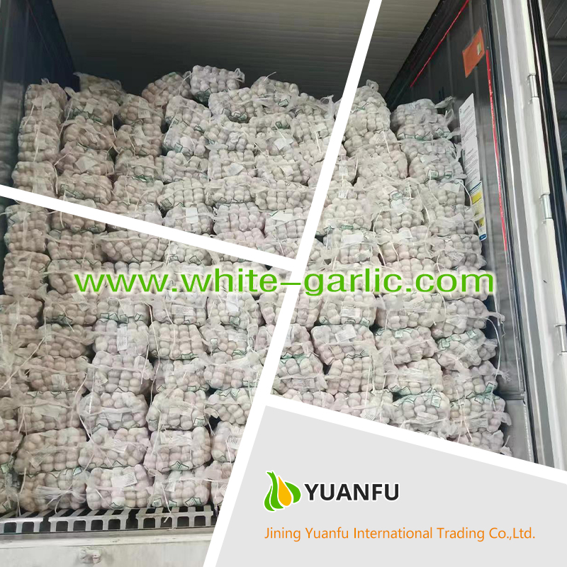 garlic exporters garlic exporters